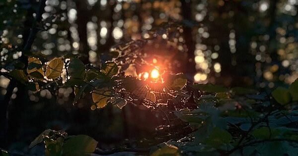 A bright light comes through the leaves in the woods.