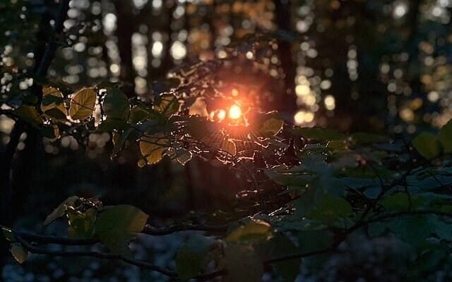 A bright light comes through the leaves in the woods.