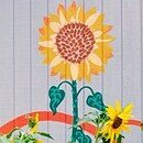 The image is my photo of wall mural on Belmont Community Centre, depicting bright and peaceful sunflowers