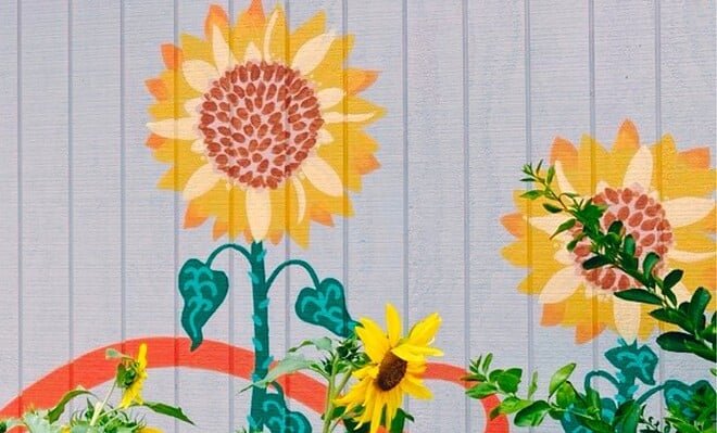 The image is my photo of wall mural on Belmont Community Centre, depicting bright and peaceful sunflowers