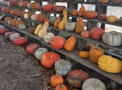A picture of assorted pumpkins and gourds at a farmstand