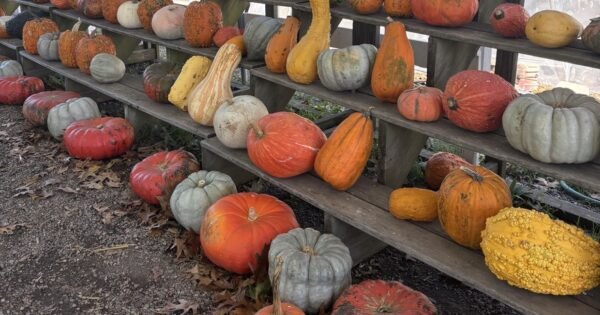 A picture of assorted pumpkins and gourds at a farmstand