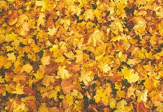 An array of yellow maple leaves cover the surface, taking up the entire space as if to show you face to face with the perfect leaf pile.