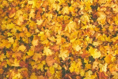 An array of yellow maple leaves cover the surface, taking up the entire space as if to show you face to face with the perfect leaf pile.