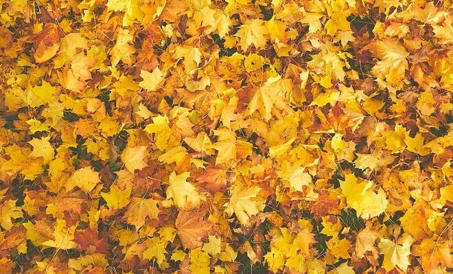An array of yellow maple leaves cover the surface, taking up the entire space as if to show you face to face with the perfect leaf pile.