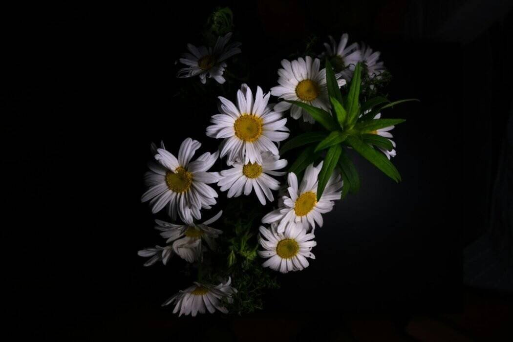 Dimly lit Chamomile