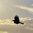 The image is of a crow as it arcs below the sun, through the late afternoon sky— (a visual silhouette of hunger)