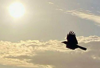 The image is of a crow as it arcs below the sun, through the late afternoon sky— (a visual silhouette of hunger)