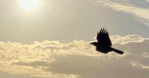 The image is of a crow as it arcs below the sun, through the late afternoon sky— (a visual silhouette of hunger)