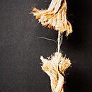 Frayed rope hanging on by a thread
