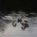 swans on a lake