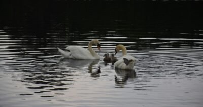 swans on a lake