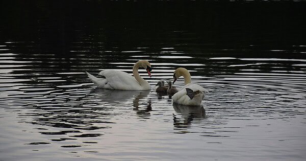 swans on a lake