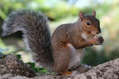A cute squirrel holding a nut.