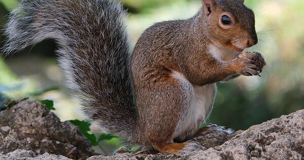 A cute squirrel holding a nut.