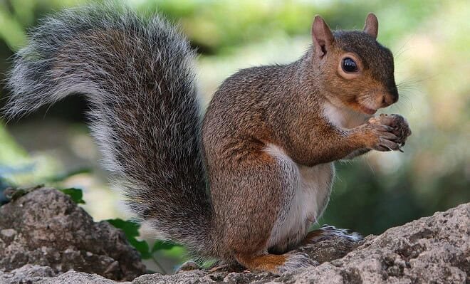 A cute squirrel holding a nut.