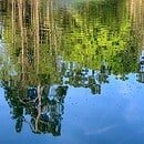 Green brush leaves being reflected off of lake water.