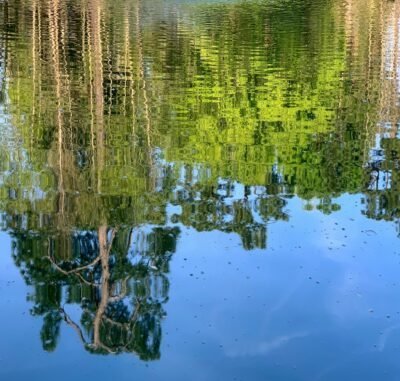 Green brush leaves being reflected off of lake water.