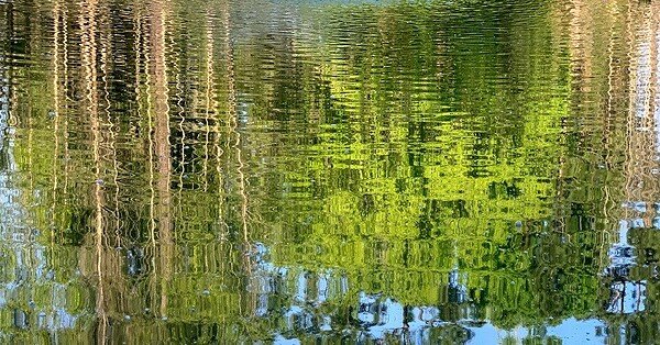Green brush leaves being reflected off of lake water.