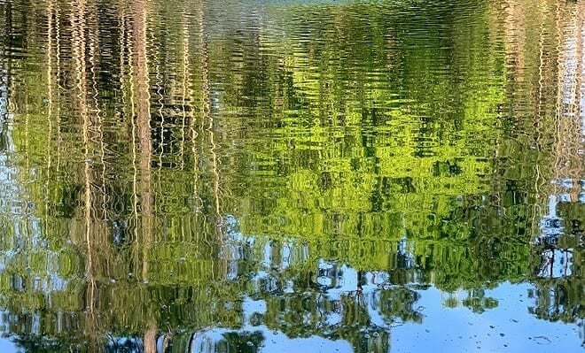 Green brush leaves being reflected off of lake water.