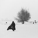 A person walking in the snow with a long coat on