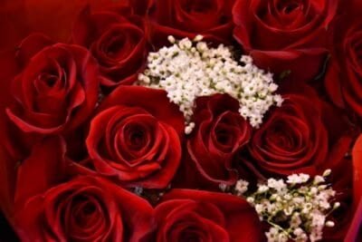 red roses with white baby's breath