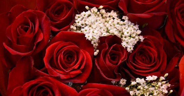 red roses with white baby's breath