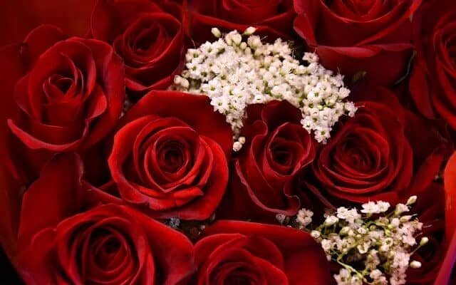 red roses with white baby's breath