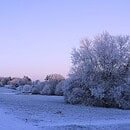 The moon sits in a twilight sky over a winter landscape of snow covered trees and fields.