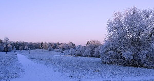 The moon sits in a twilight sky over a winter landscape of snow covered trees and fields.