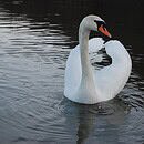 An elegant mute swan swimming in the water.