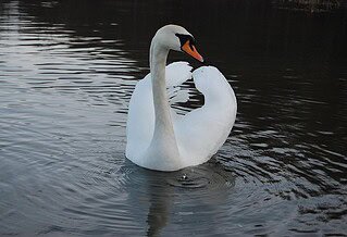 An elegant mute swan swimming in the water.