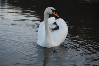 An elegant mute swan swimming in the water.