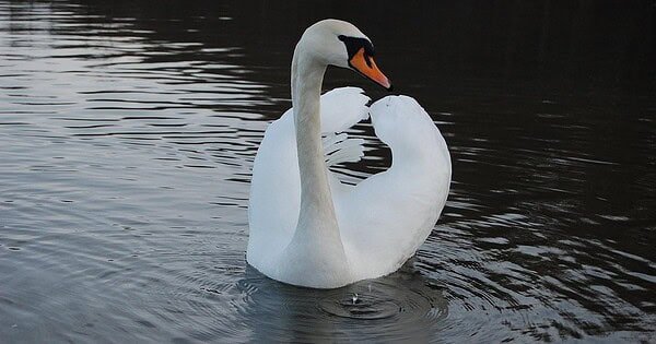 An elegant mute swan swimming in the water.