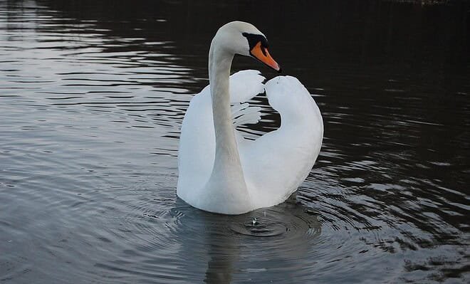 An elegant mute swan swimming in the water.
