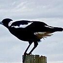 The image a of magpie on a post about to take flight