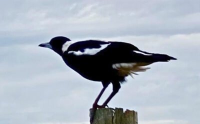 The image a of magpie on a post about to take flight