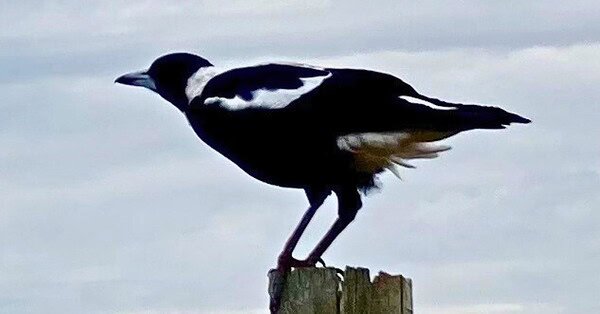 The image a of magpie on a post about to take flight