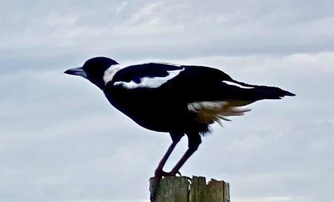 The image a of magpie on a post about to take flight