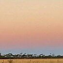 The image shows the color of the dawn sky above the western horizon