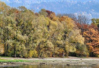 Trees along a riverbank nearby a mountain landscape