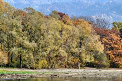 Trees along a riverbank nearby a mountain landscape