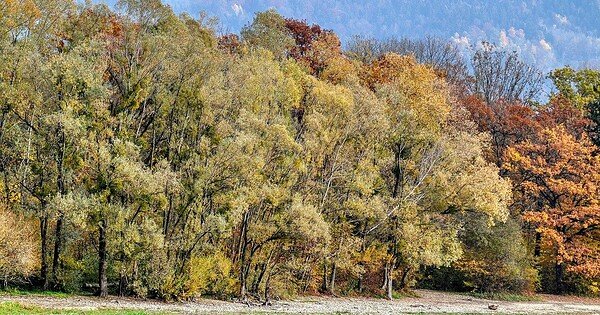Trees along a riverbank nearby a mountain landscape