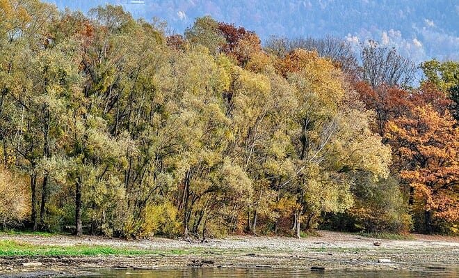 Trees along a riverbank nearby a mountain landscape
