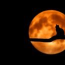 A cat sitting on a branch in front of the moon during nighttime, looking like a shadow due to the lighting