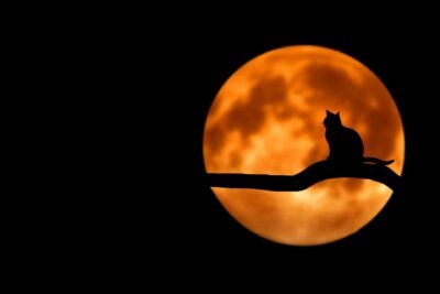 A cat sitting on a branch in front of the moon during nighttime, looking like a shadow due to the lighting