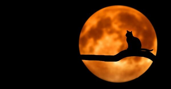 A cat sitting on a branch in front of the moon during nighttime, looking like a shadow due to the lighting