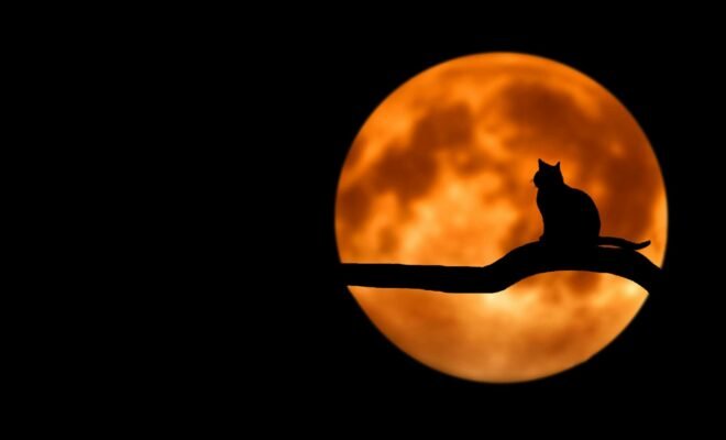 A cat sitting on a branch in front of the moon during nighttime, looking like a shadow due to the lighting