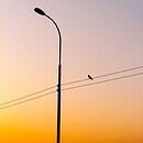 A lone street light with power lines and a bird, with a sunset behind it.