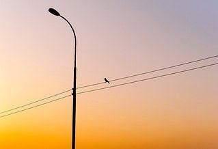 A lone street light with power lines and a bird, with a sunset behind it.